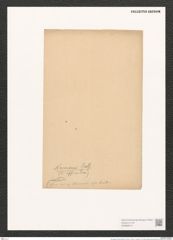 Pleurosigma hermanii Ralfs. (de-Toni-Nr.: Genus 13, Species 1011) Zeichnungen Sammlung Grunow (NHMW-BOT-W0368919)